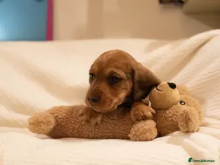 Dachshund dogs Miniature wire haired dachshunds - Advert 12