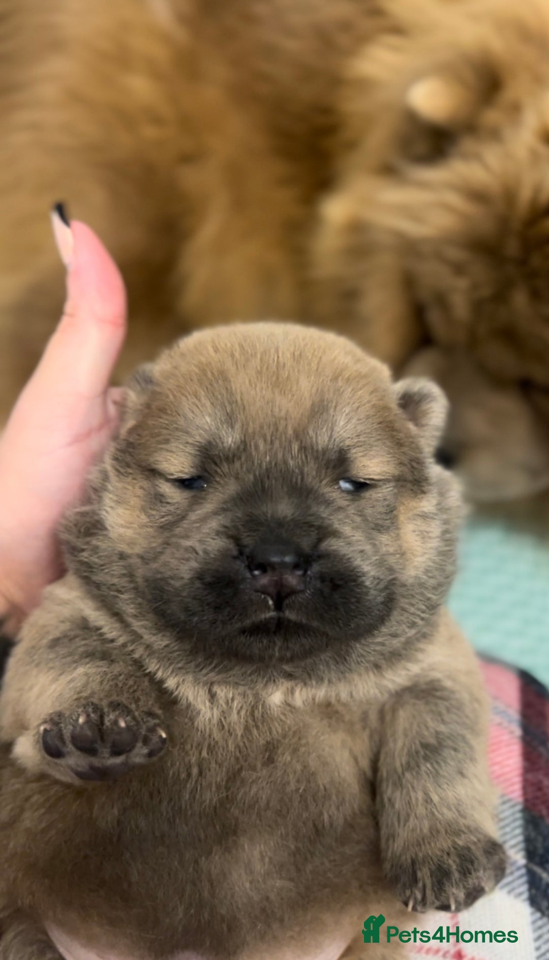 Chow Chow dogs for sale: Merle & blue bear faced Teddy chow chow puppies  - Advert 8