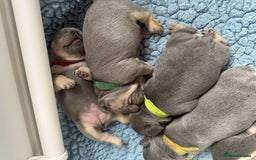 French Bulldog dogs for sale: 2 litters available from Natk9 clinic *JESUS PUPS* - Image 4