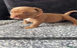 American Bully dogs for sale: Stunning pocket bullie’s  - Image 38