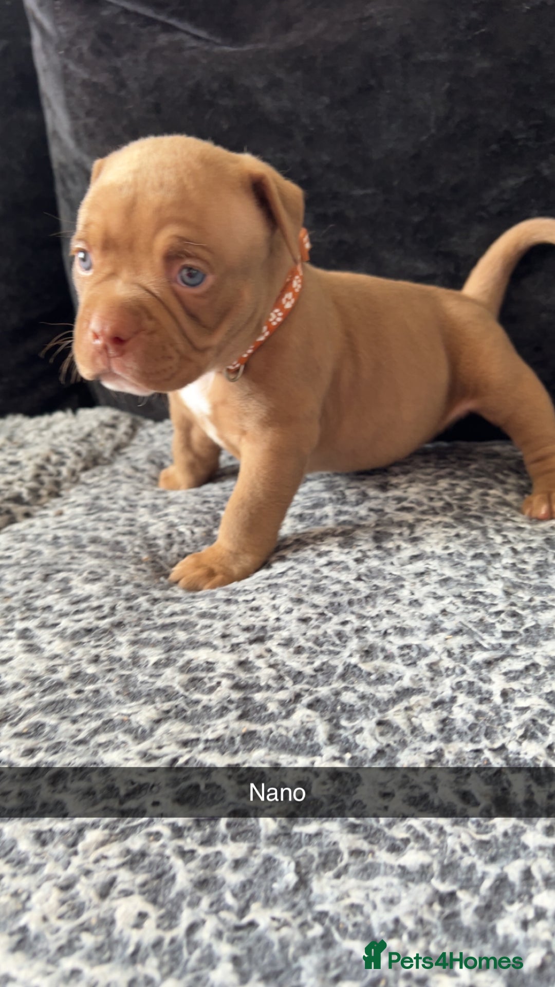 American Bully dogs for sale: Stunning pocket bullie’s  - Image 38