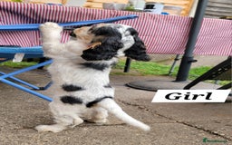 Cocker Spaniel dogs for sale:  LAST GIRL❗️ Blue Roan Tan Cocker Sp– KC bloodline - Image 6