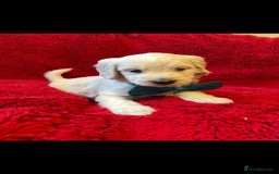 Double Doodle dogs for sale: Beautiful Double Doodles puppies  - Image 11