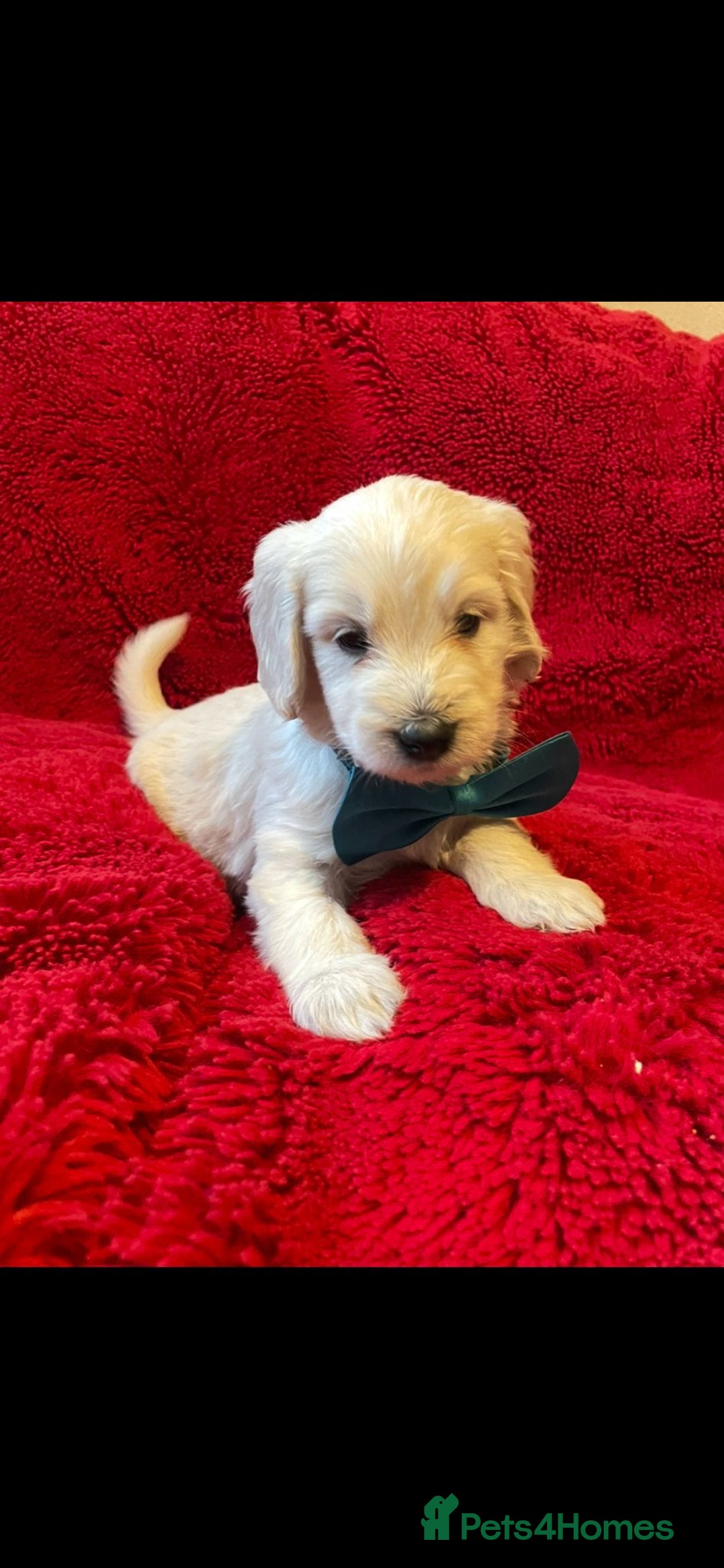 Double Doodle dogs for sale: Beautiful Double Doodles puppies  - Image 11