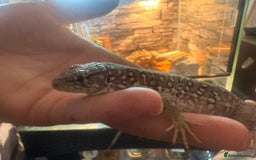 Lizard reptiles for sale: Free jewelled lacertas read description  - Image 7