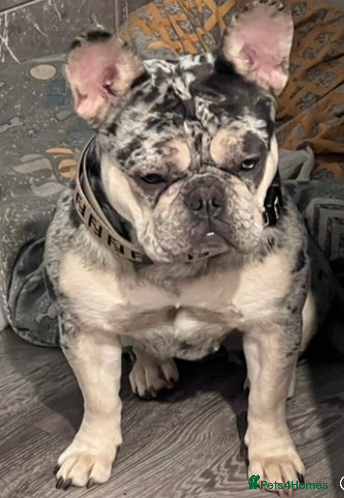 French Bulldog dogs Stunning French bulldog pups  - Advert 1