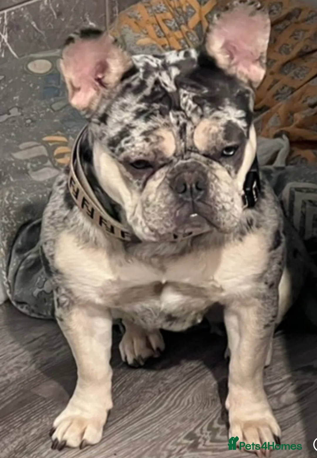 French Bulldog dogs for sale: Stunning French bulldog pups  in Winsford - Advert 1