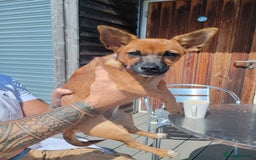 Mixed Breed dogs for sale: Jack Russell x dashhound - Image 3