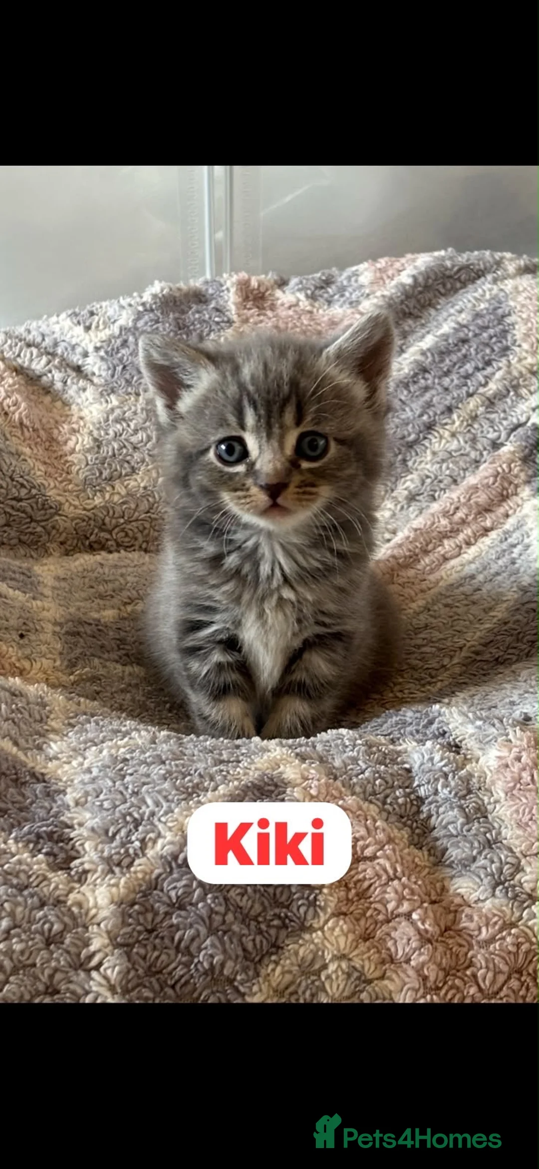Mixed Breed cats for sale: 🩵🩷…7 stunning kittens…🩷🩵 - Advert 1