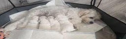 Maltese dogs for sale: Maltese 3 Boys 2 Girls   - Advert 10