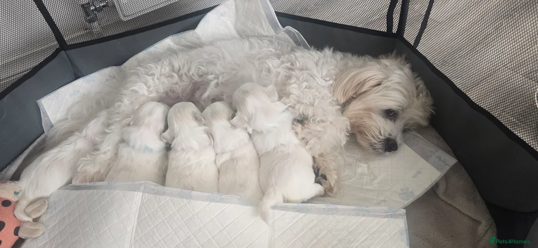 Maltese dogs for sale: Maltese 3 Boys 2 Girls   - Advert 10