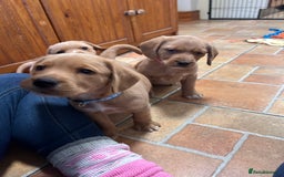 Mixed Breed dogs for sale: BEAUTIFUL GOLDEN BEAGADOR PUPPIES! - Advert 21