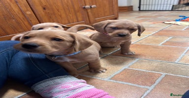 Mixed Breed dogs BEAUTIFUL GOLDEN BEAGADOR PUPPIES! - Advert 14