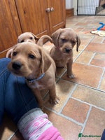 Mixed Breed dogs BEAUTIFUL GOLDEN BEAGADOR PUPPIES! - Advert 14