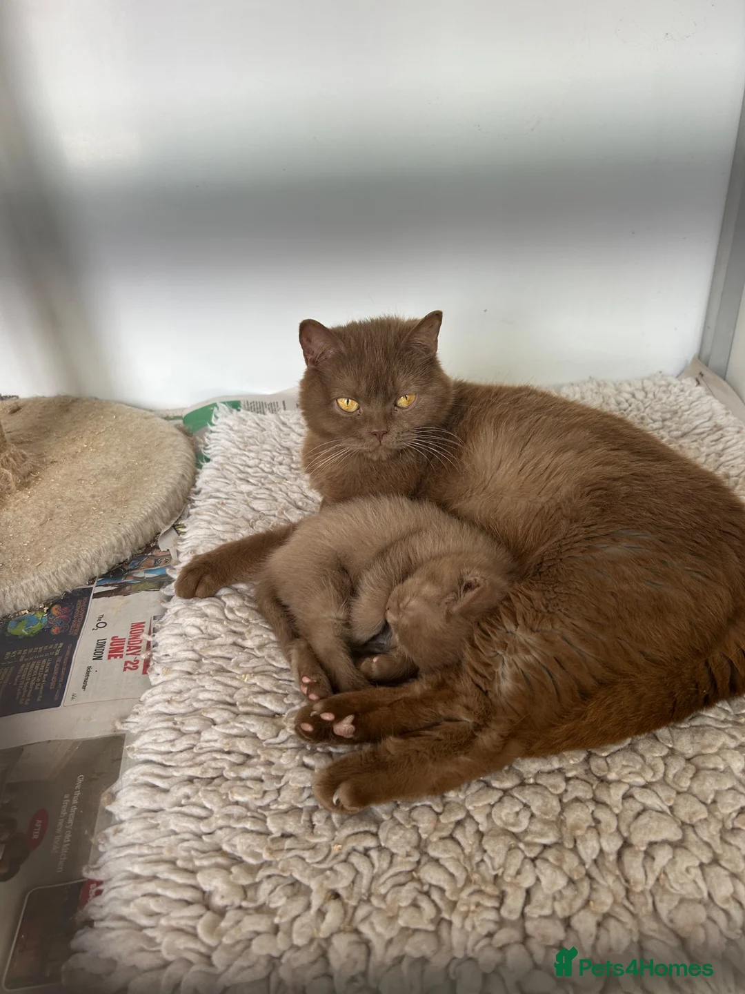 British Shorthair cats for sale: Adorable cinnamon British shorthair boy - Advert 1