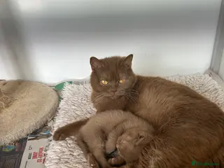 British Shorthair cats Adorable cinnamon British shorthair boy - Advert 3