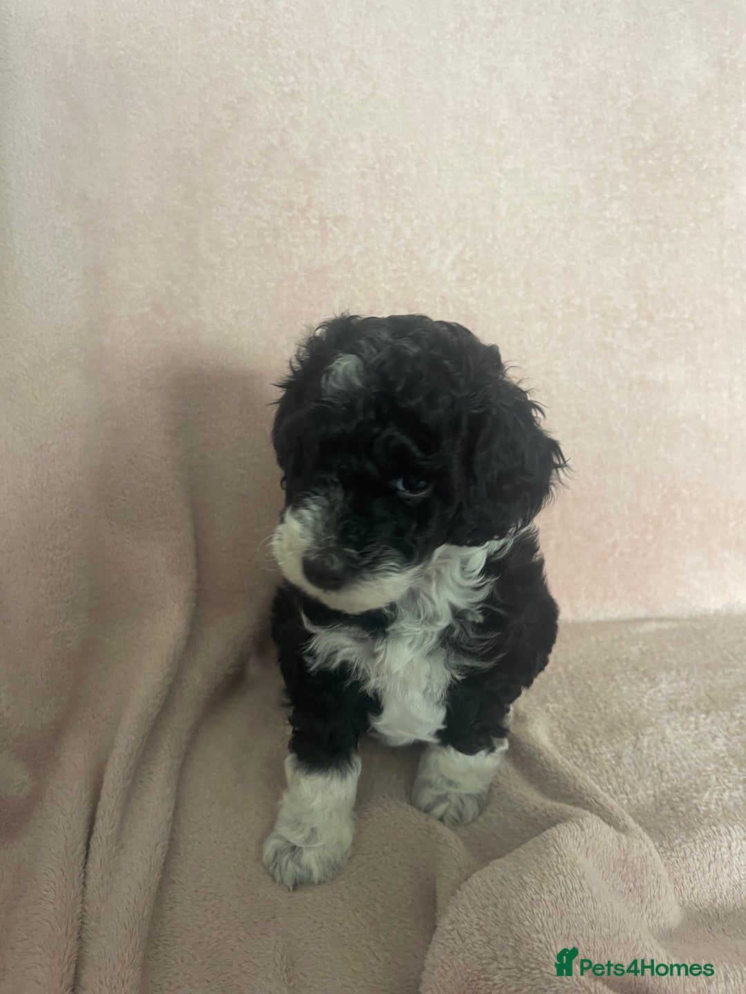 Cockapoo dogs for sale: F1b Toy Cockapoos  - Image 3