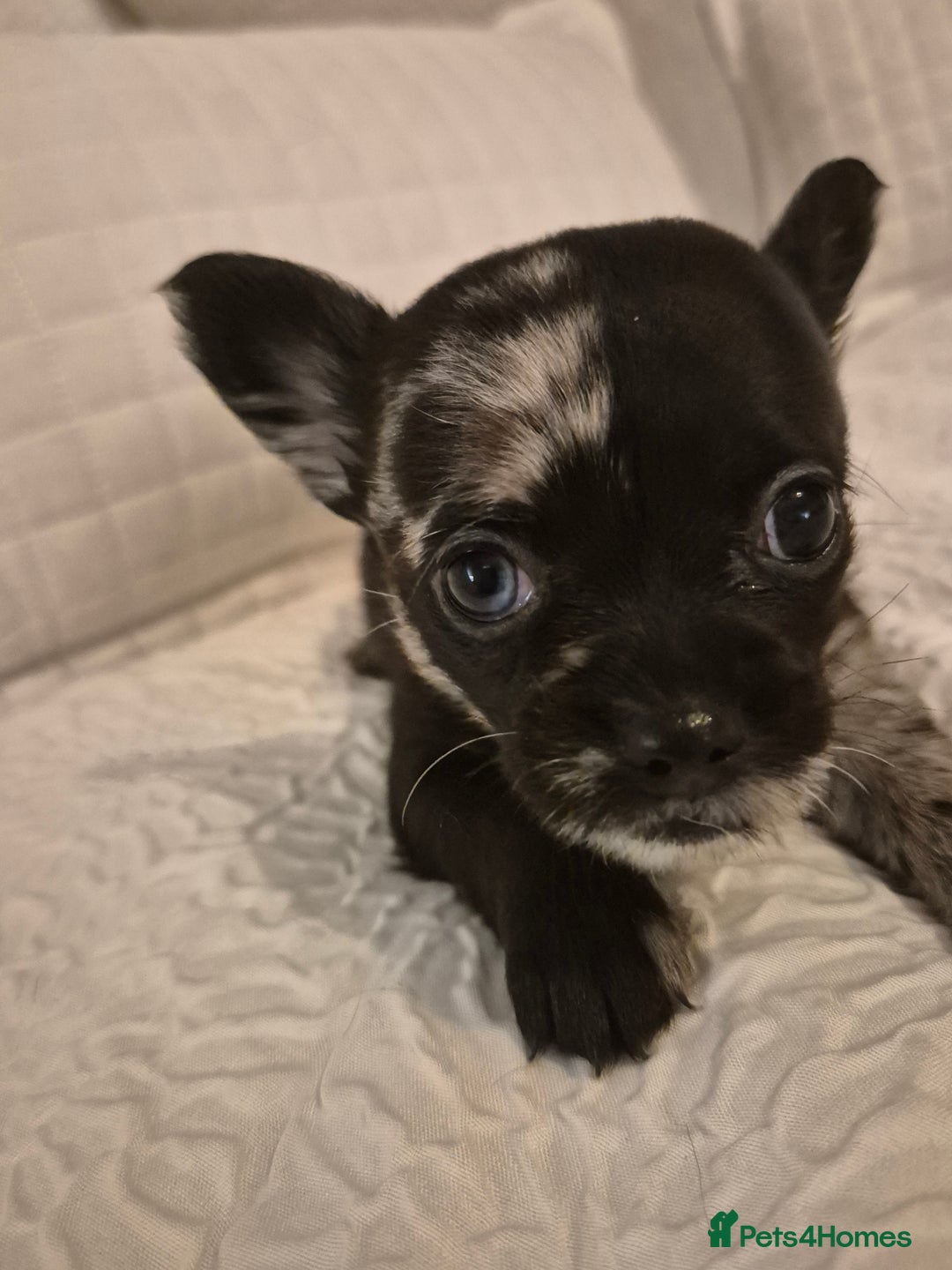 Chihuahua dogs for sale: 4 pure breed chihuahua, 2 merle  2 twins - Advert 13