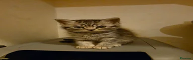 British Shorthair 1