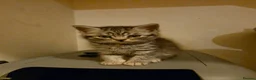 British Shorthair cats for sale: 2 male kittens - Advert 3