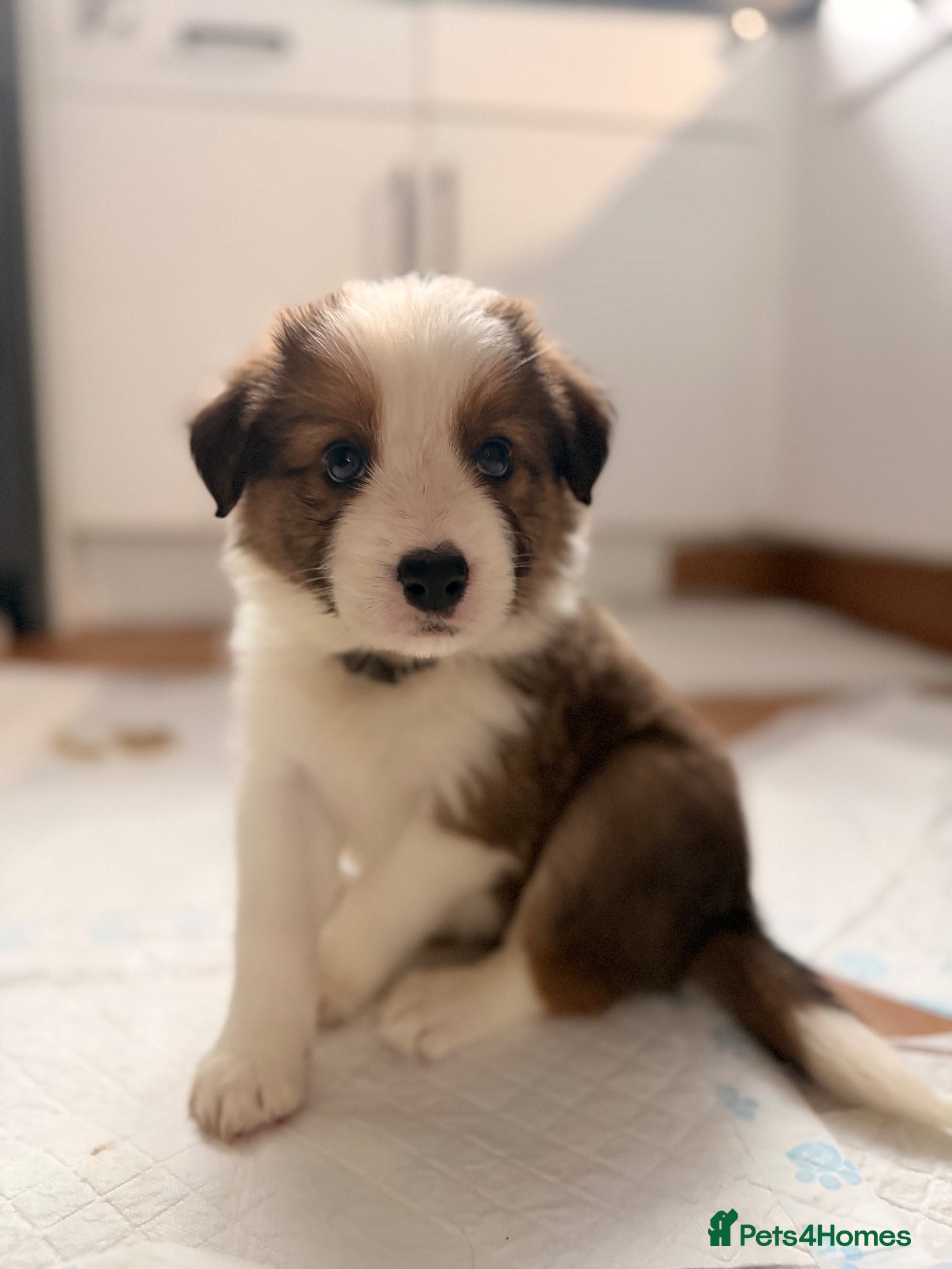 Border Collie dogs Stunning Show line puppies,various colours  - Advert 2