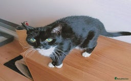 Mixed Breed cats for adoption: SUZIE - Advert 2