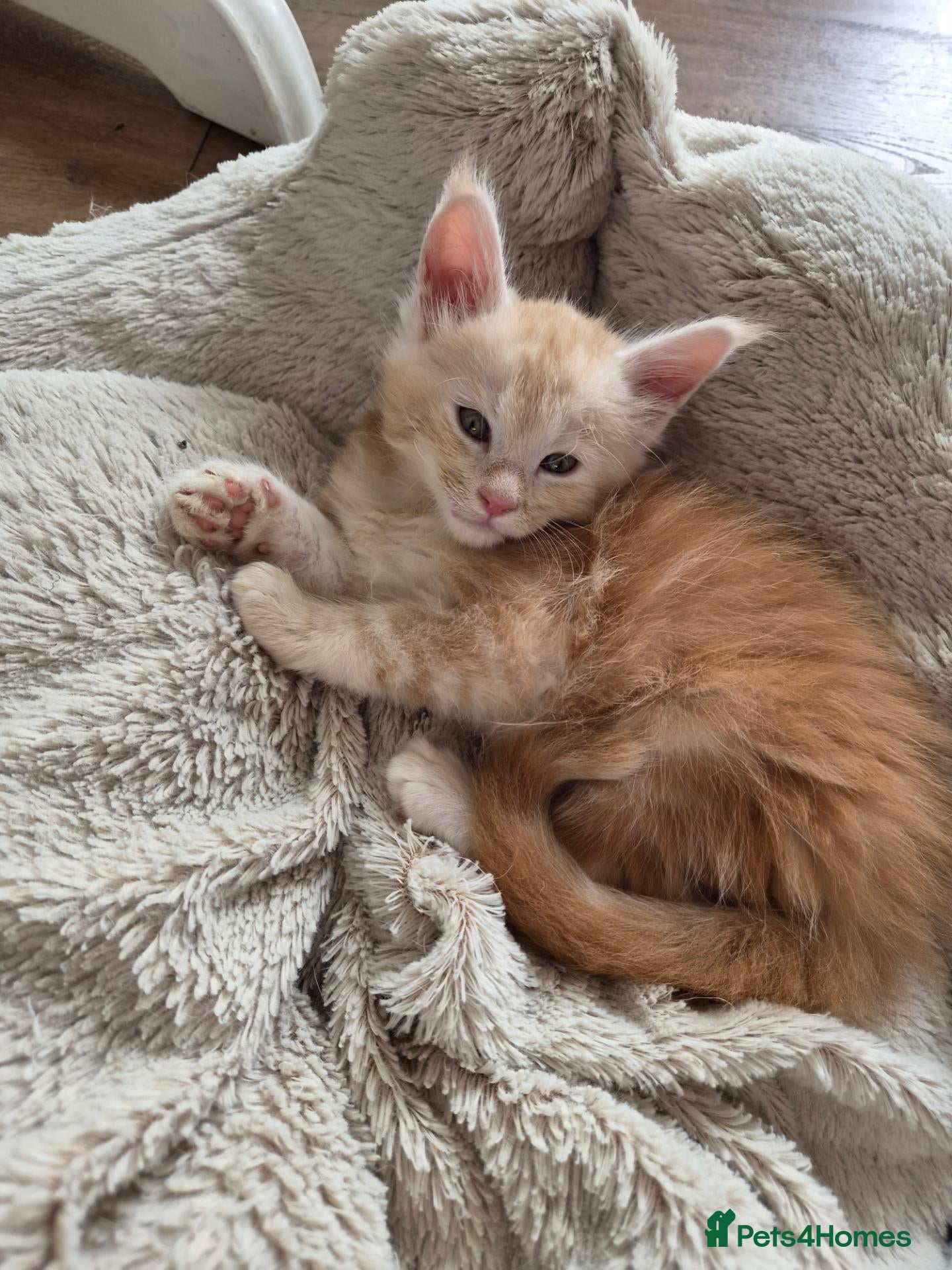 Maine Coon cats Maine coon kitten for sale - Advert 1