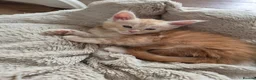 Maine Coon cats for sale: Maine coon kitten for sale - Advert 1