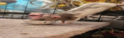 Rat rodents for sale: 5 female rats looking for a new home  in Porth - Advert 11