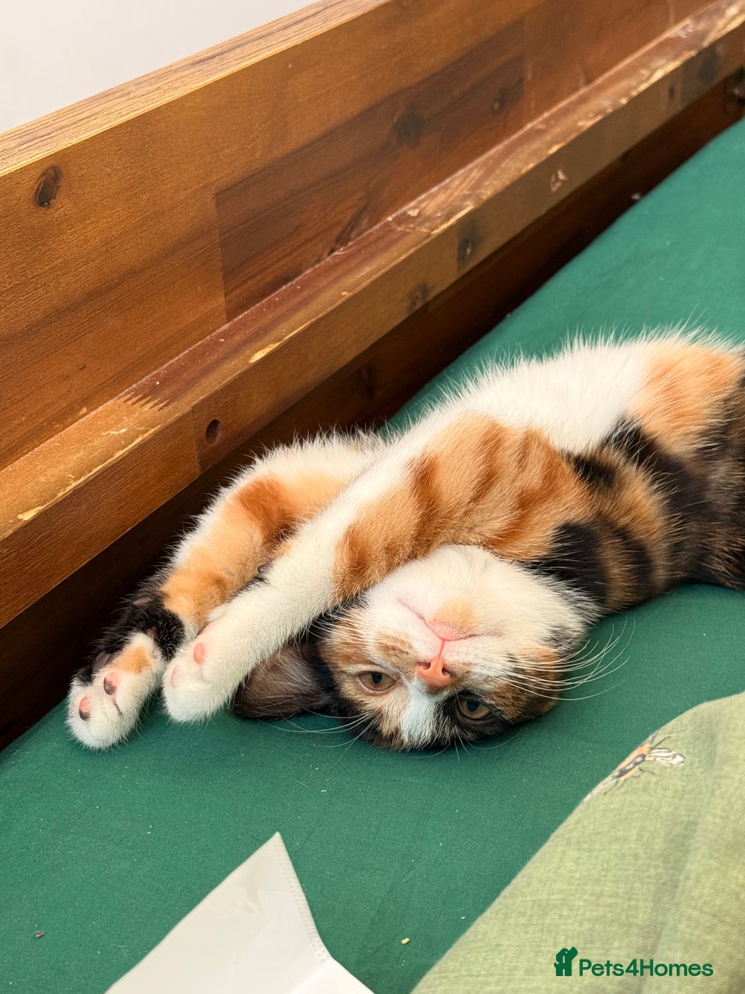 Mixed Breed cats for sale: Calico kittens both female  - Advert 7