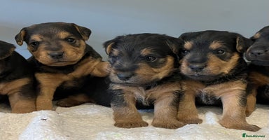 Lakeland Terrier dogs - Advert 2