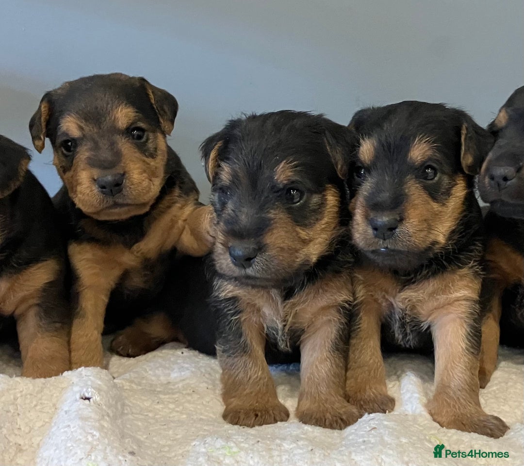 Lakeland Terrier dogs for sale: Beautiful Lakeland Terriers - Image 2