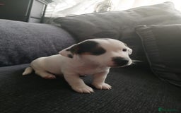 Jack Russell dogs for sale: Jack Russell puppies - Image 1