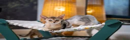 Abyssinian cats for sale: Bonbon – Ready Now | Exceptional Silver Abyssinian - Advert 5