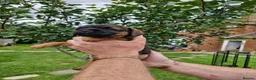Border Terrier dogs for sale: Handsome border terriers  - Advert 4