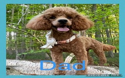 Cockapoo dogs for sale: Stunning F1B Merle Cockapoo Puppies!!!! - Image 40