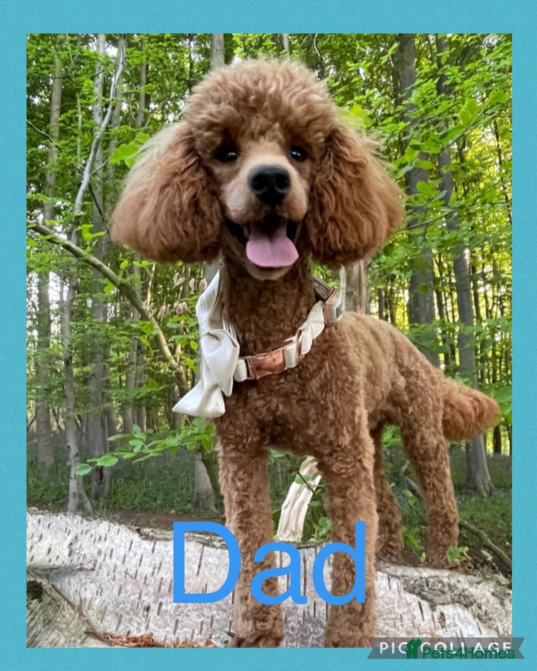 Cockapoo dogs for sale: Stunning F1B Merle Cockapoo Puppies!!!! - Image 40