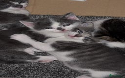 Mixed Breed cats for sale: Four beautiful kittens and mother  - Image 5
