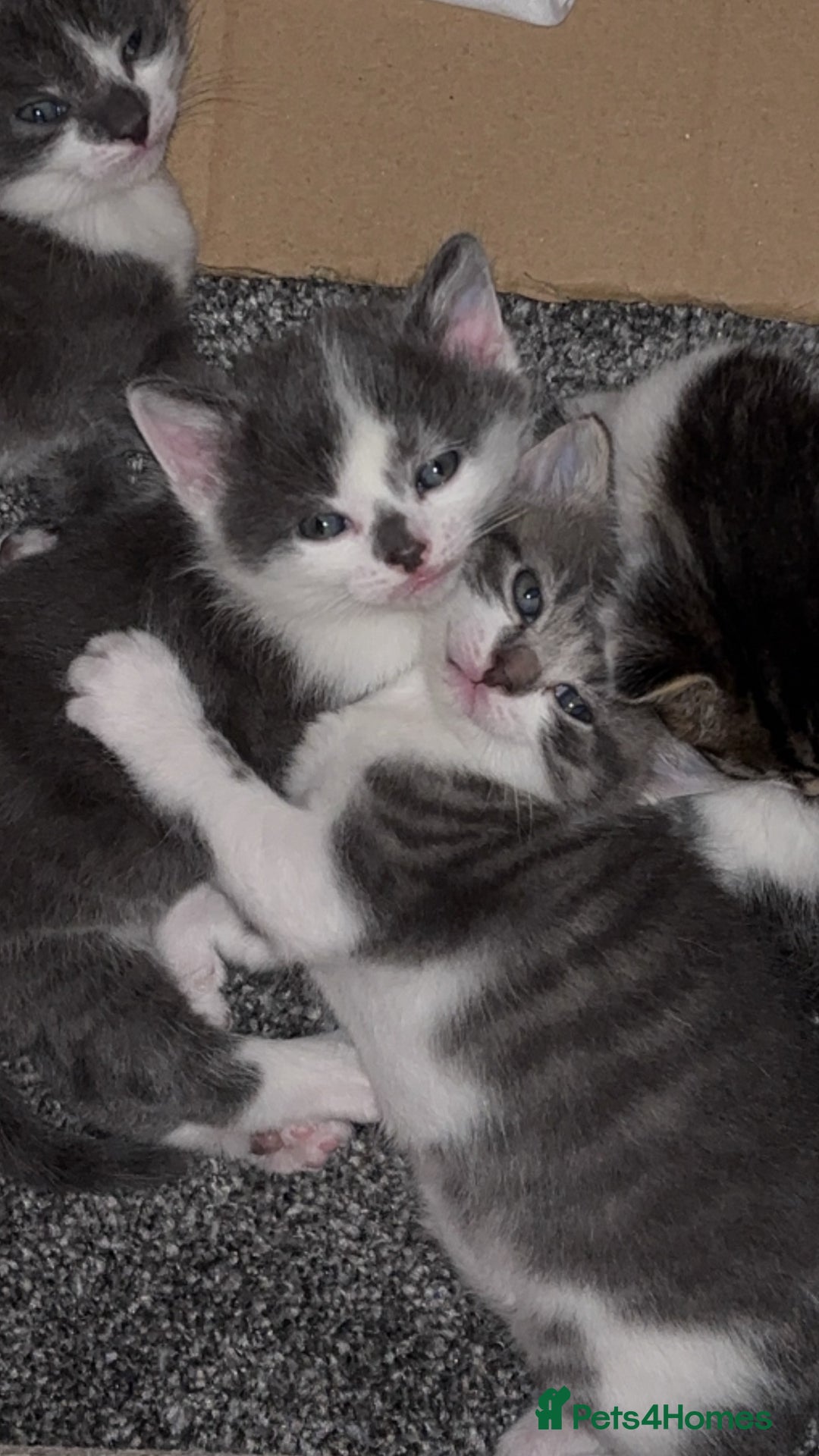 Mixed Breed cats for sale: Four beautiful kittens and mother  - Image 5