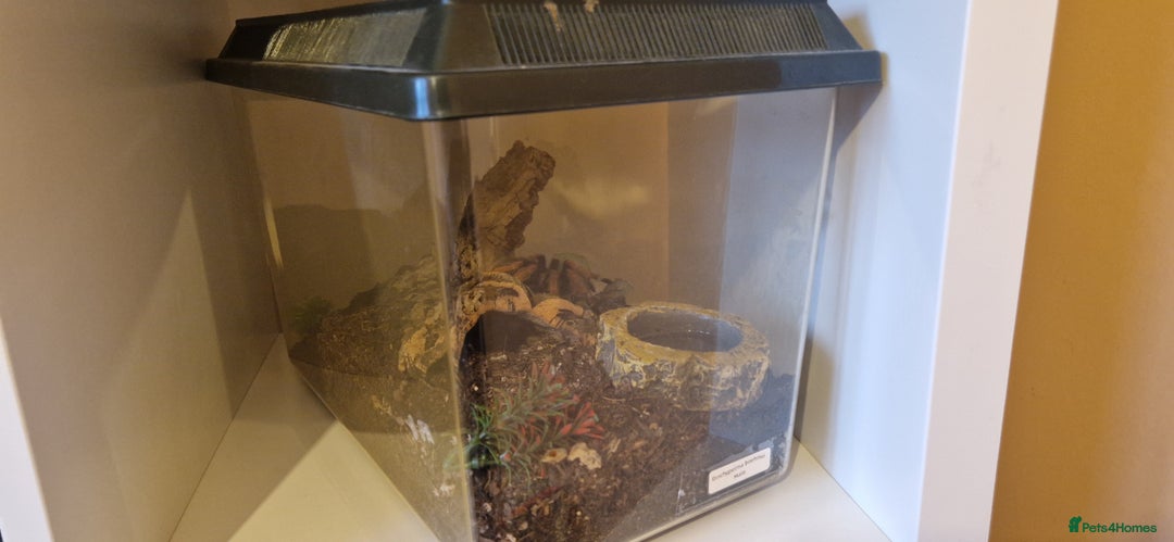 Tarantulas invertebrates for sale: Tarantulas for sale - Advert 10