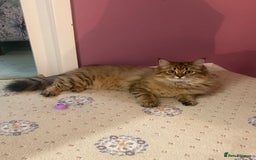 Bengal cats for sale: Bengal x Persian 5 months old - Advert 5