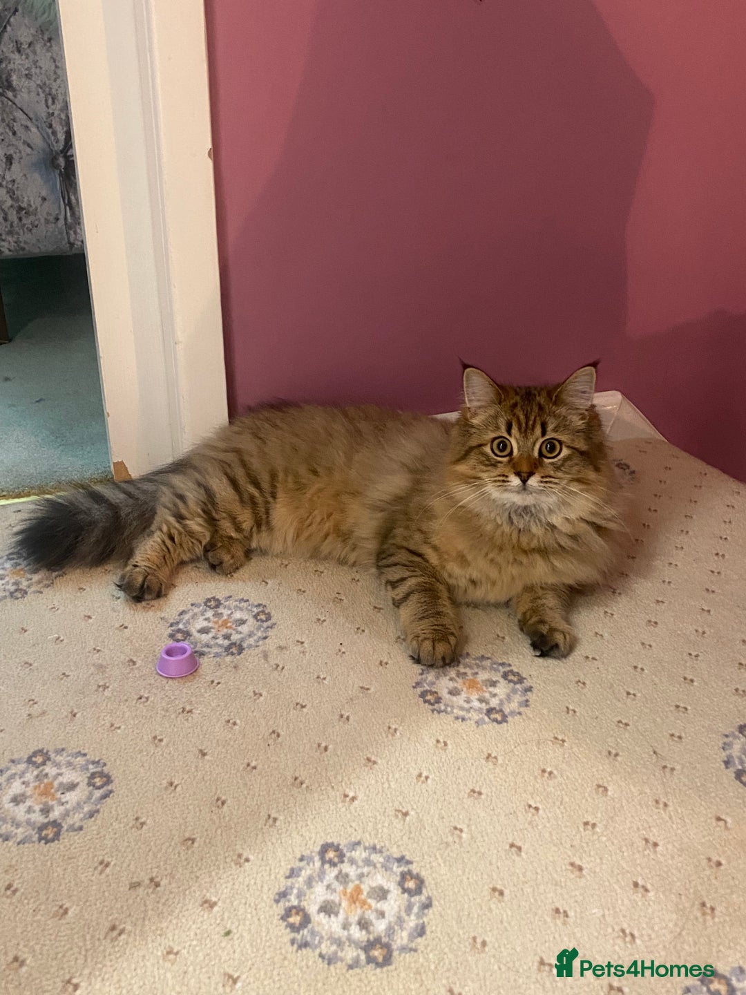 Bengal cats for sale: Bengal x Persian 5 months old - Advert 5