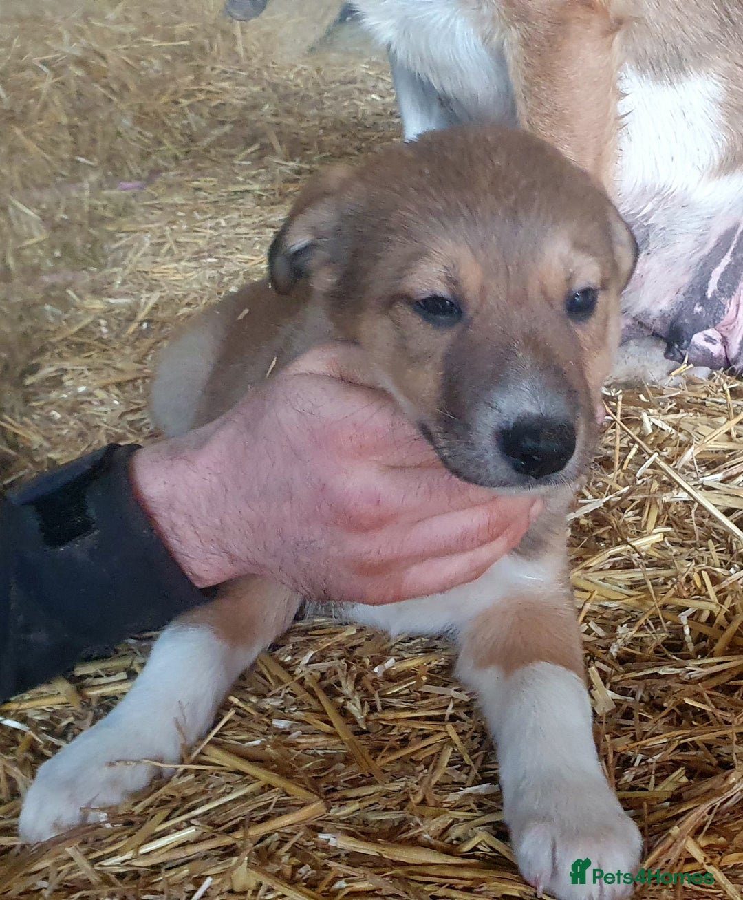 Border Collie dogs for sale: Gorgeous Border Collie Puppies! - Advert 13