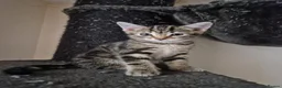 Mixed Breed cats for sale: Super Energetic and Friendly Kittens - Advert 11