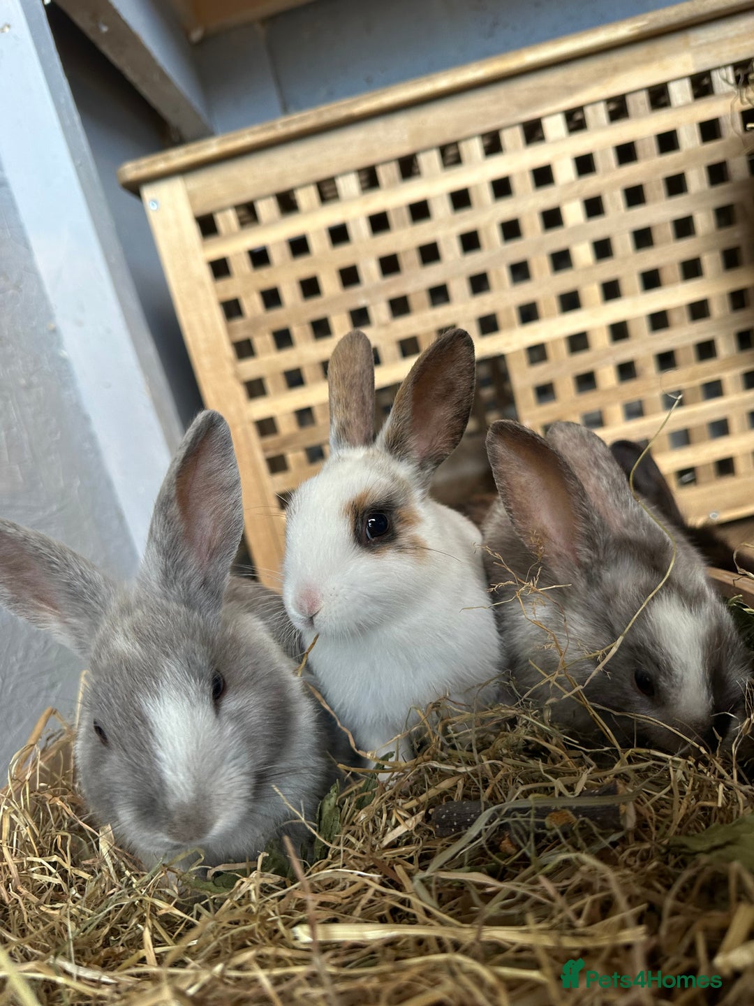 Mixed Breed rabbits for sale: Baby Rabbits  - Image 3