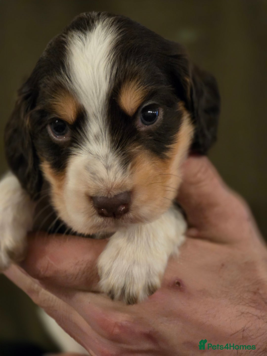 Cocker Spaniel dogs for sale: Stunning litter cocker spaniel puppies  - Advert 3