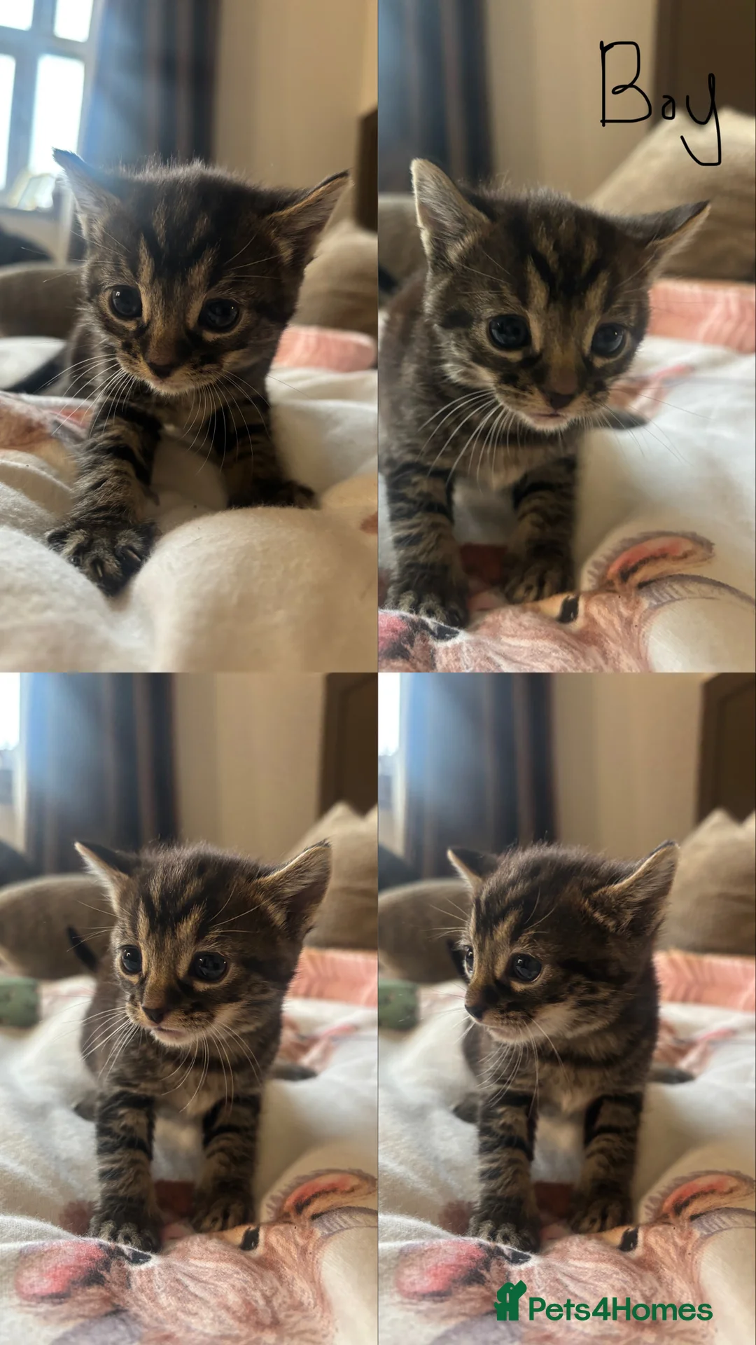 Mixed Breed cats for sale: 4 lovely kitties ready for their forever homes  - Advert 5