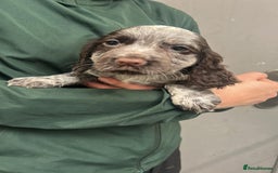 Cocker Spaniel dogs for sale: Beautiful KC Roan Working Type Cocker Puppies - Image 13