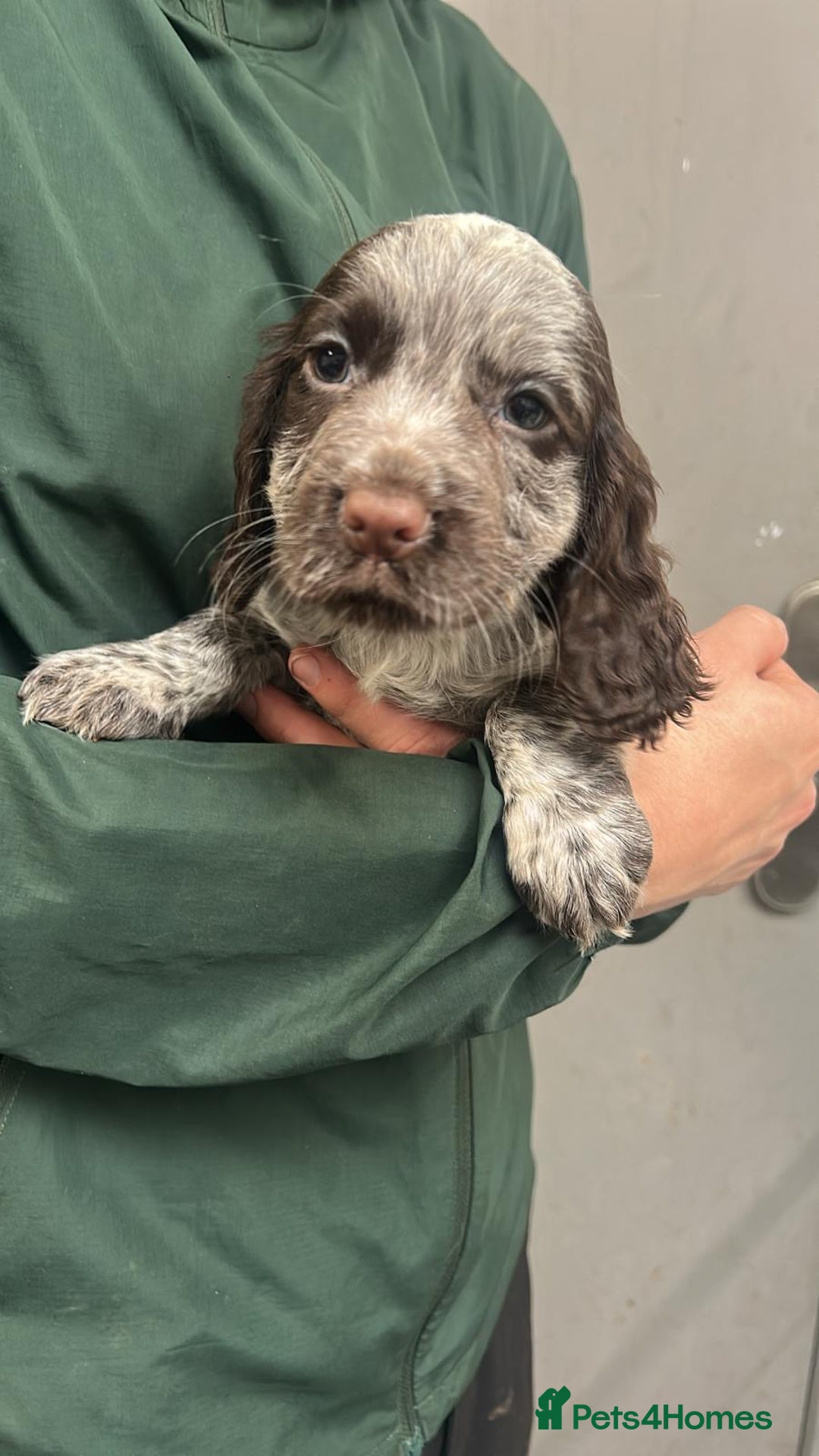 Cocker Spaniel dogs for sale: Beautiful KC Roan Working Type Cocker Puppies - Image 13