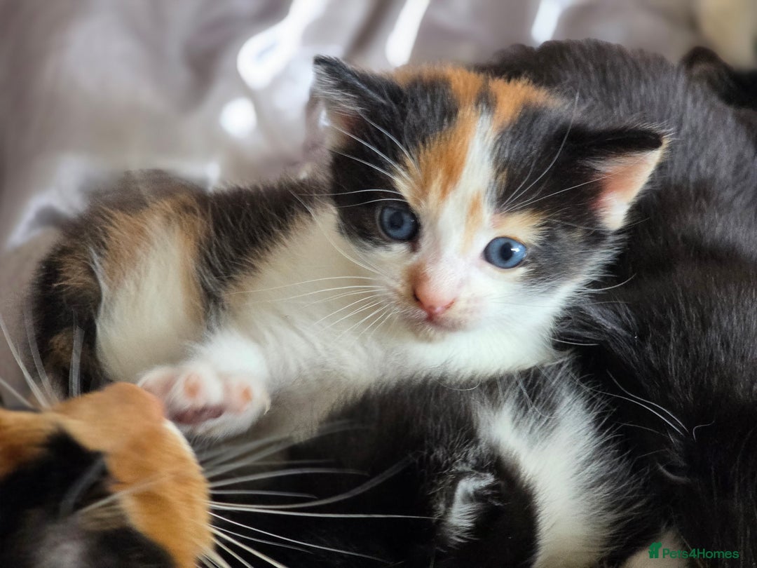 Mixed Breed cats for sale: Gorgeous playful kittens - Image 2